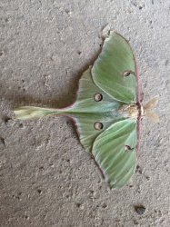 Papillon lune