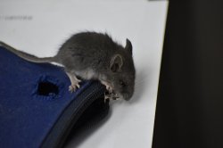 Souris sylvestre