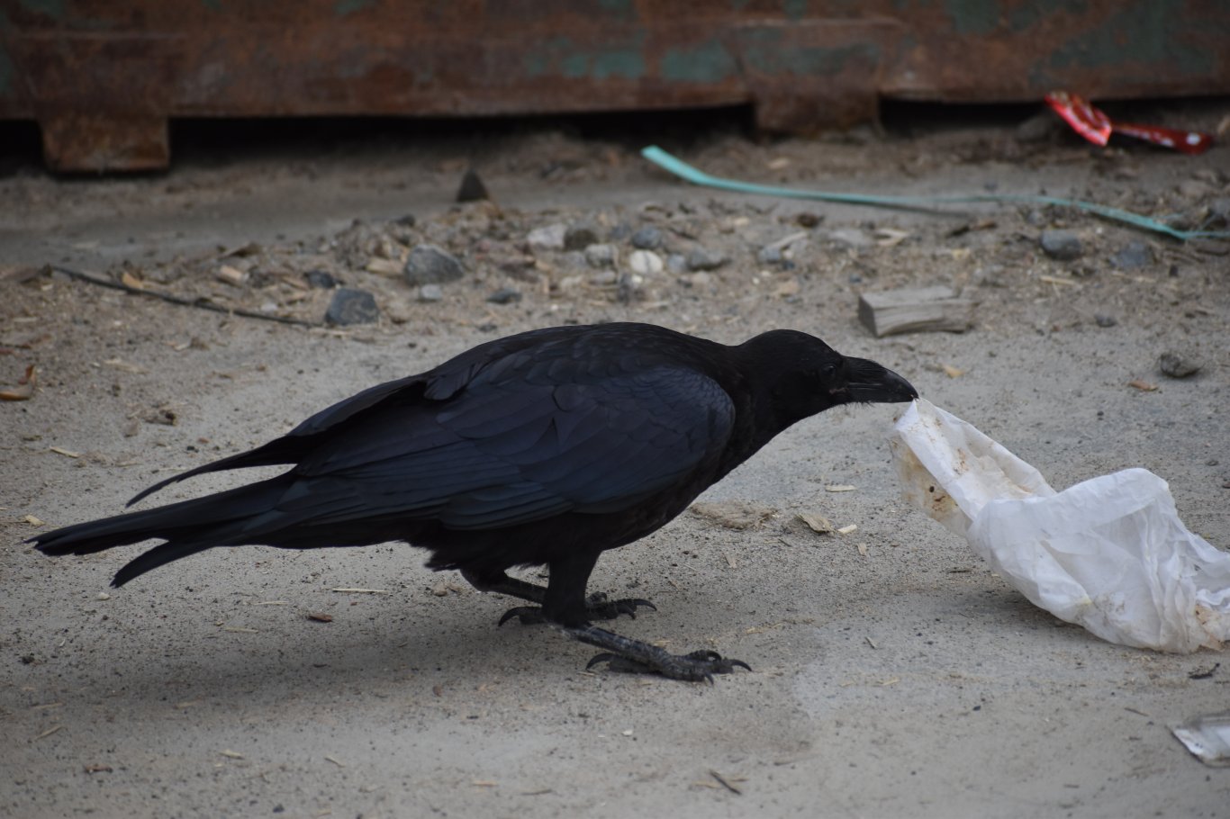 Photo prise à Senneterre, Québec