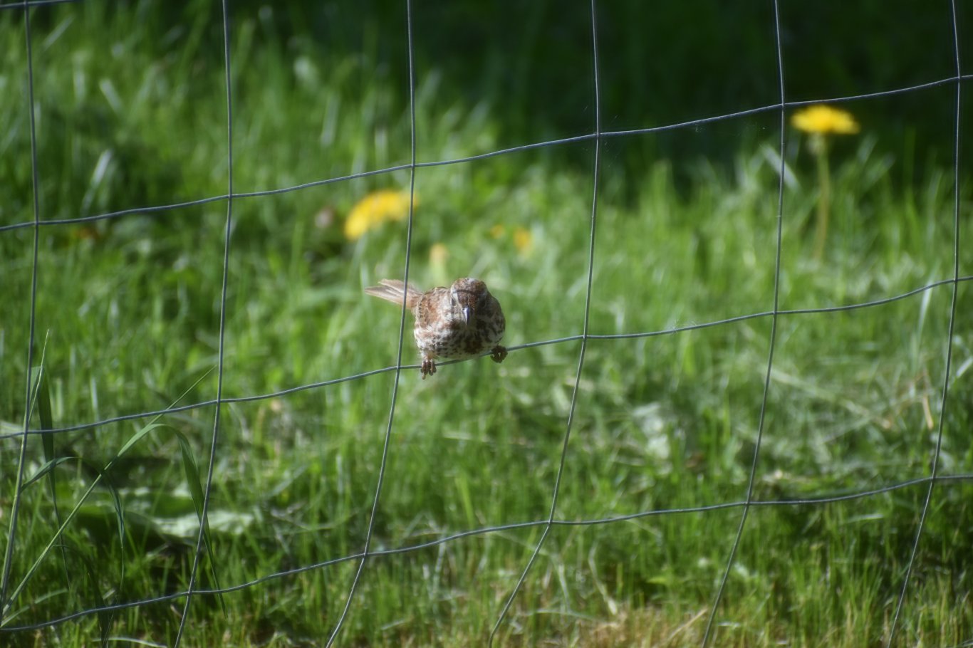 Photo prise à Senneterre, Québec