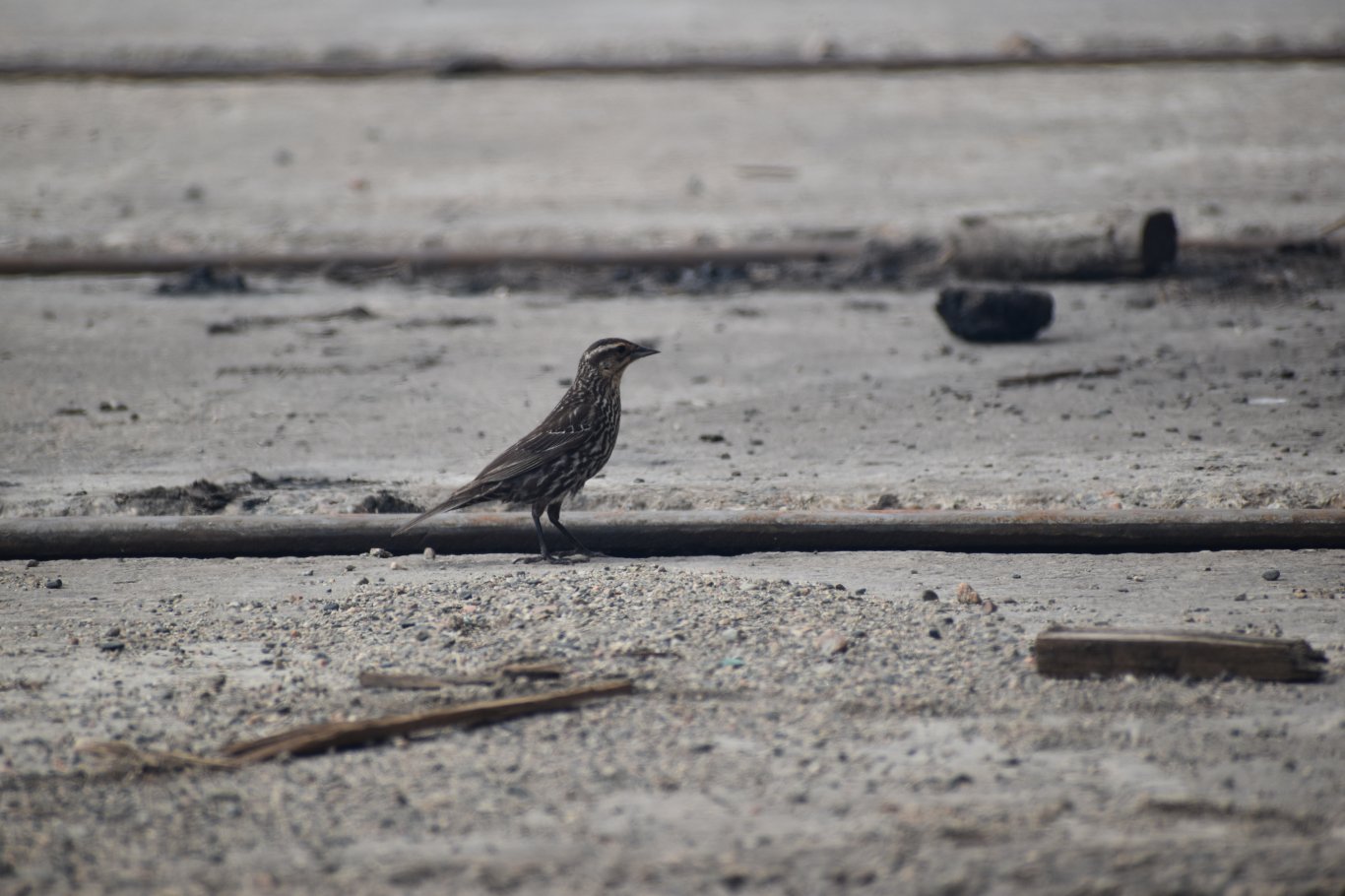 Photo prise à Senneterre, Québec. Juvénile
