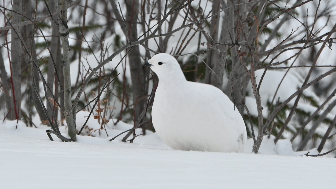 Photo prise à Senneterre, Québec