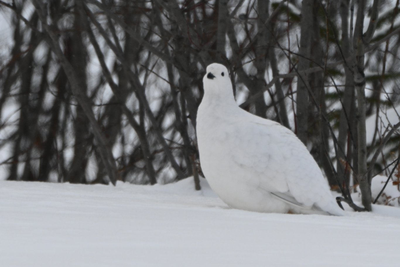 Photo prise à Senneterre, Québec