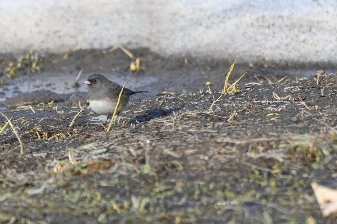 Photo prise à Senneterre, Québec