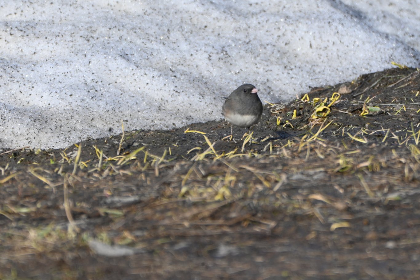 Photo prise à Senneterre, Québec