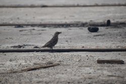 Carouge à épaulettes