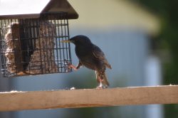 Étourneau sansonnet