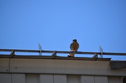 Crécerelle d'Amérique