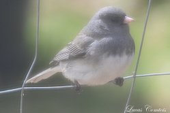 Junco ardoisé