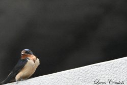 Hirondelle rustique ou des granges