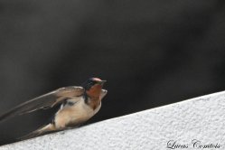 Hirondelle rustique ou des granges