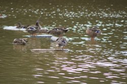 Canard colvert
